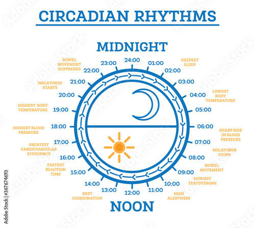 Circadian Rhythm. Scheme of Sleep Wake Cycle. Infographic Elements.