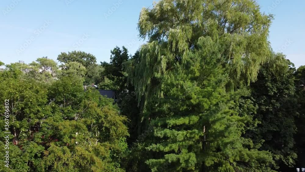 Toronto, Summer: rise up through lush green trees to reveal the downtown Toronto cityscape (drone shot) Toronto, Summer: rise up through lush green trees to reveal the downtown Toronto cityscape (drone shot)