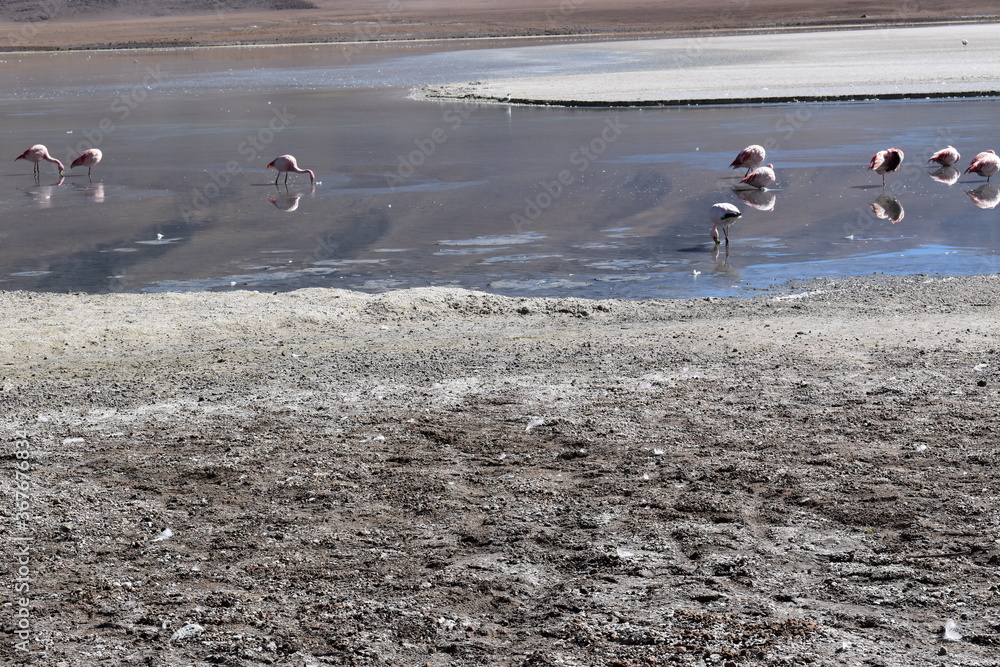 Fototapeta premium FLAMENCOS