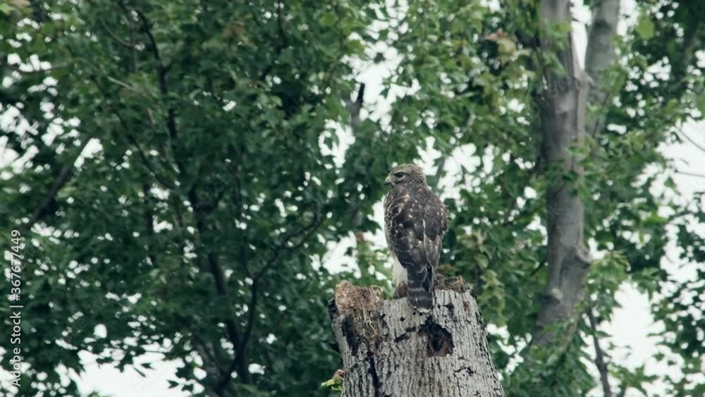 Majestic wildlife scene of single powerful brown hawk perched on top of dead wood tree in green forest turning head 360 degrees staring and looking at camera on cloudy day, static close up Majestic wildlife scene of single powerful brown hawk perched on top of dead wood tree in green forest turning head 360 degrees staring and looking at camera on cloudy day, static close up