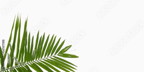 Palm leaf isolated on white background with copy space.