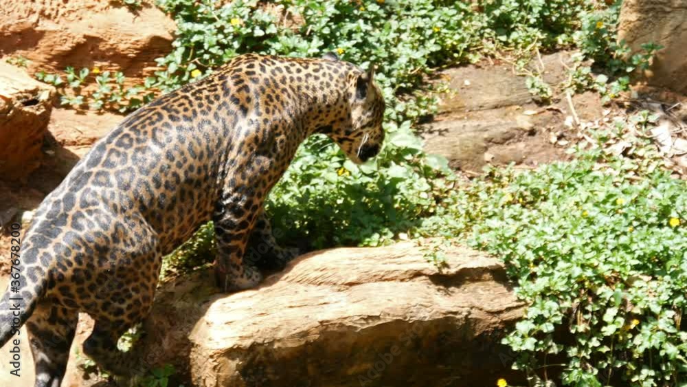 4k video of A jaguar playing and swimming in pond 4k video of A jaguar playing and swimming in pond