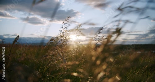 Prairie Wheat Grass Blowing in the Wind During Sunset in Lethbridge Alberta Canada Farm