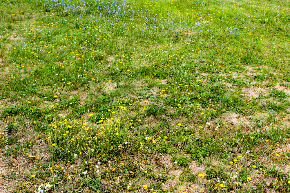 green grass background green grass background