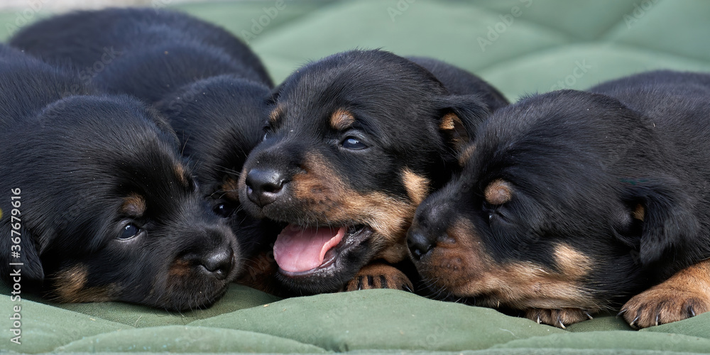 Jack Russell terrier puppies. Close-up portrait, lie on a green cloth. Banner or cover Jack Russell terrier puppies. Close-up portrait, lie on a green cloth. Banner or cover
