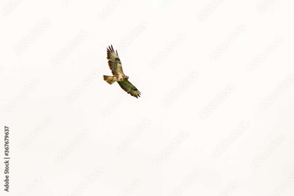 One common buzzard bird, bird of pray, buteo buteo, in flight against a white sky One common buzzard bird, bird of pray, buteo buteo, in flight against a white sky