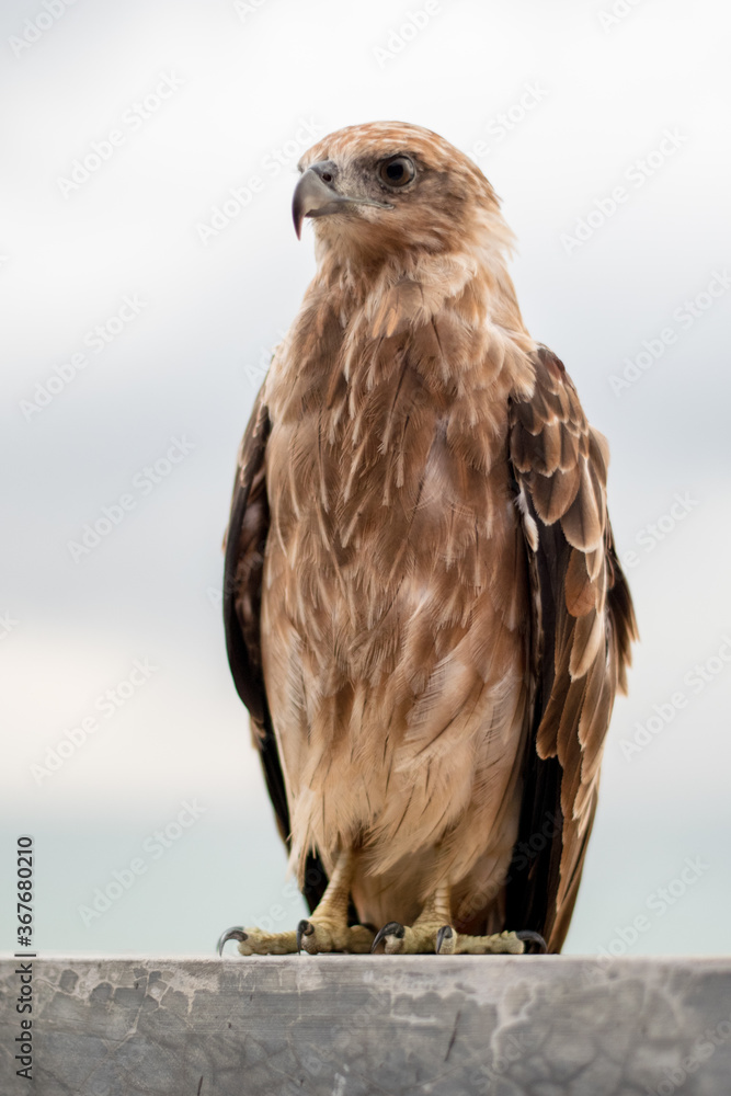 Close-up blur Falcon is perching on a ground Close-up blur Falcon is perching on a ground