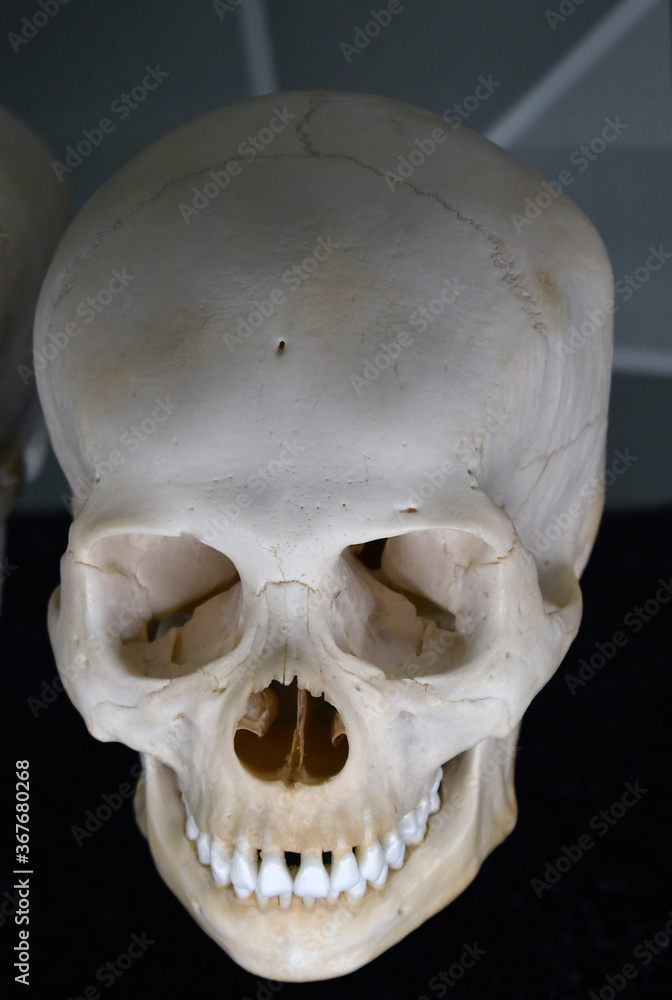 Obraz premium child skull 14-16