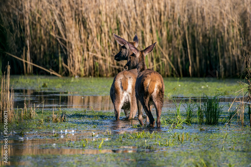 Fototapeta Naklejka Na Ścianę i Meble -  Dwa piękne jelenie Cervus elaphus elaphus stoją w wodzie, para jeleni, rodzina jeleni w ostoja zwierzyny w rezerwacie przyrody