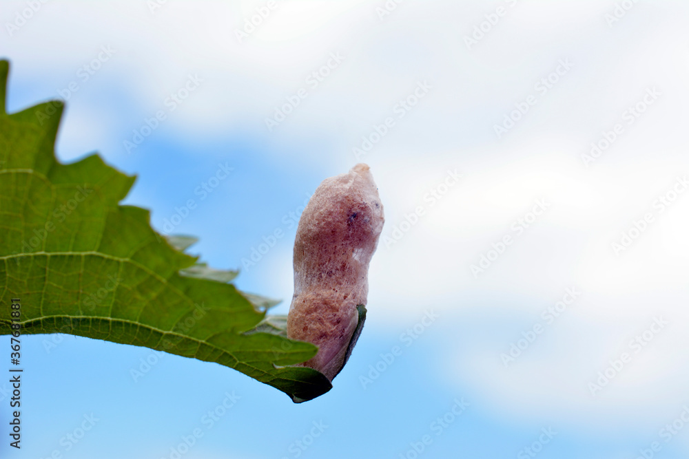 Fototapeta premium 大葉についていた昆虫の繭。風が吹いても、逆さまになっても、しっかりついて落ちません。昆虫イメージ素材