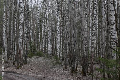 spring birch forest in Russia, road in the forest