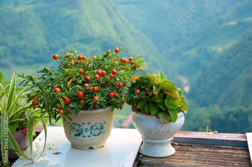 Beautiful pots with plants and flowers standing on the summer terrace window looking over mountainous area of Northern Vietnam, Cat Cat Village, Sapa town