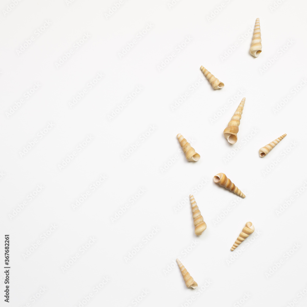 Conch seashells isolated on white background. summer marine decoration. flat lay, top view, copy space