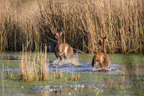 Fototapeta Naklejka Na Ścianę i Meble -  Jelenie Cervus elaphus elaphus biegną do swojego azylu, ucieczka jeleni