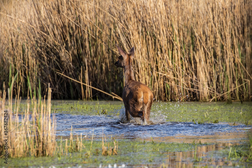 Fototapeta Naklejka Na Ścianę i Meble -  Młody jeleń Cervus elaphus elaphus spokojnie idzie po wodzie, ostoja zwierzyny w rezerwacie przyrody