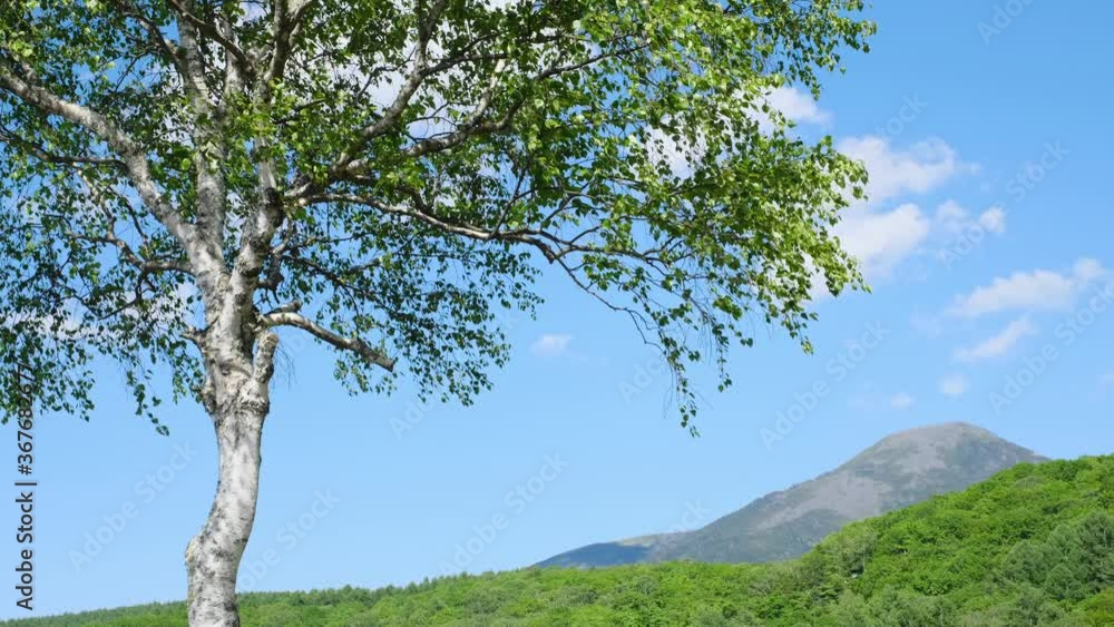 新緑の風景　癒しの景色