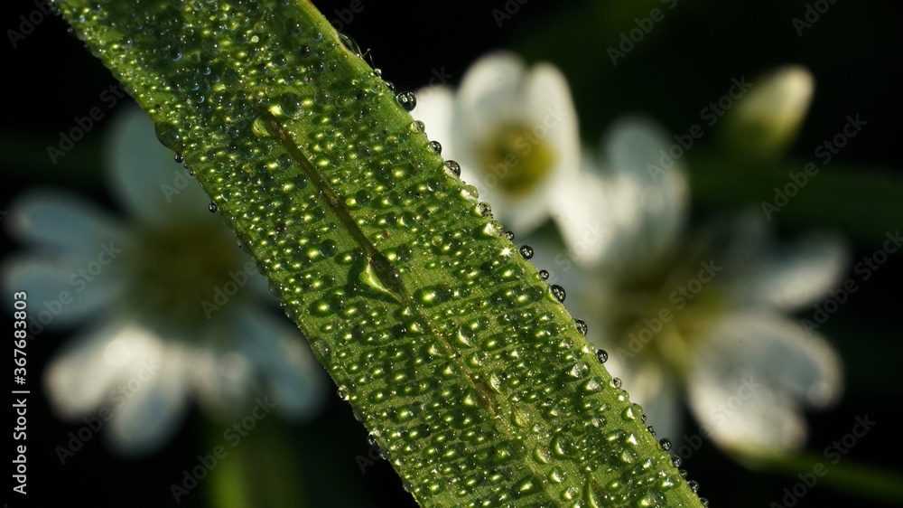 blade of grass in dewdrops against a background of blurred white flowers blade of grass in dewdrops against a background of blurred white flowers
