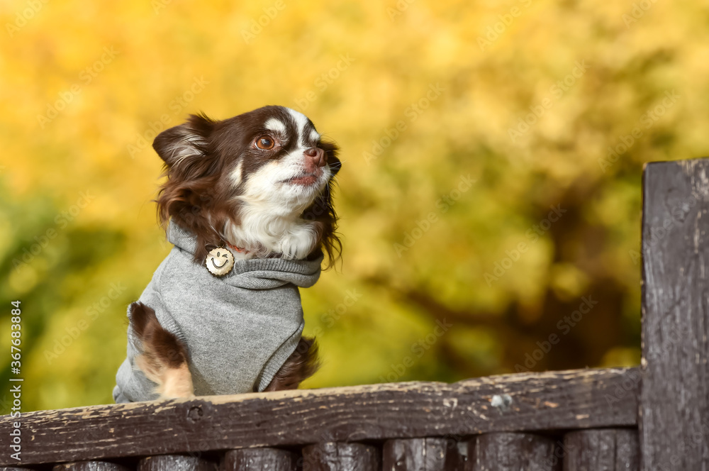 Obraz premium 銀杏の木の前でおすましするチワワ