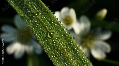 blade of grass in dewdrops against a background of blurred white flowers