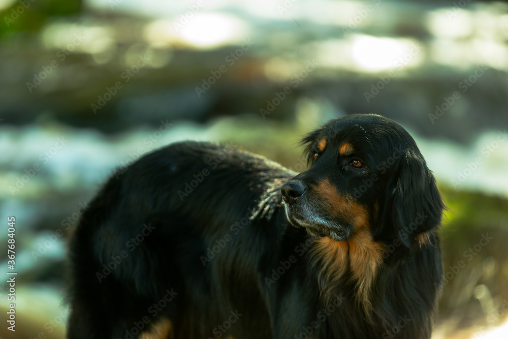 black and gold Hovie, dog hovawart portrait in the forest black and gold Hovie, dog hovawart portrait in the forest