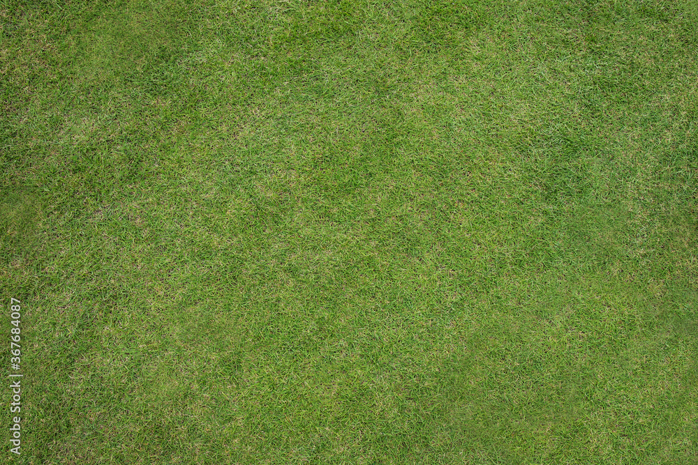 Fototapeta premium zielona trawa tło