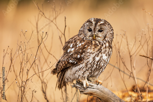 Bild auf Leinwand tawny owl (Strix aluco) nice portrait in autumn wild nature
