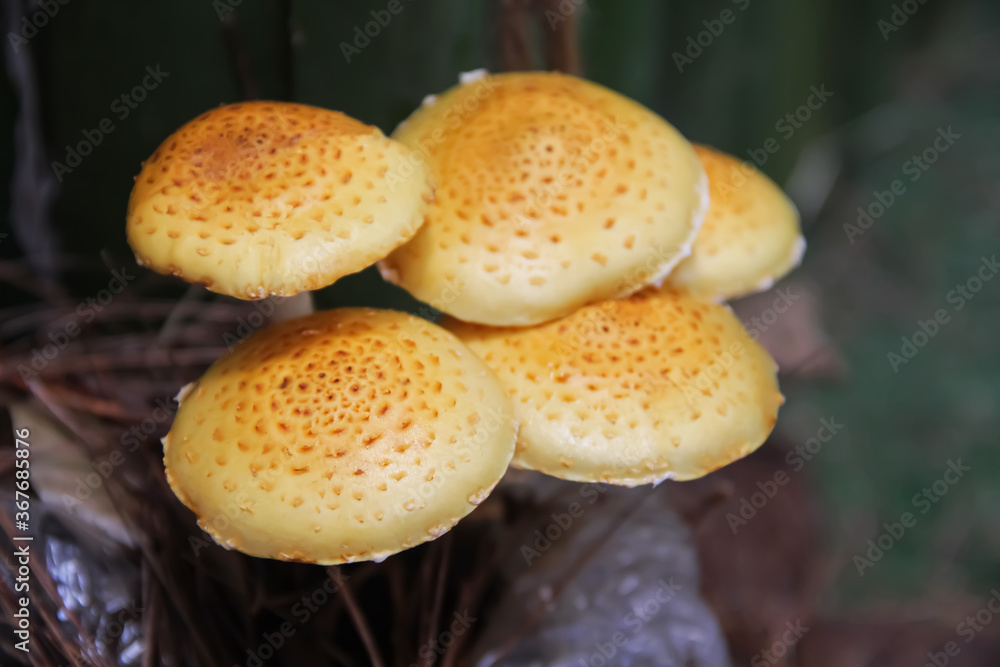 Shiitake mushrooms or fresh lentinula edodes growing closeup nature indoor background Shiitake mushrooms or fresh lentinula edodes growing closeup nature indoor background