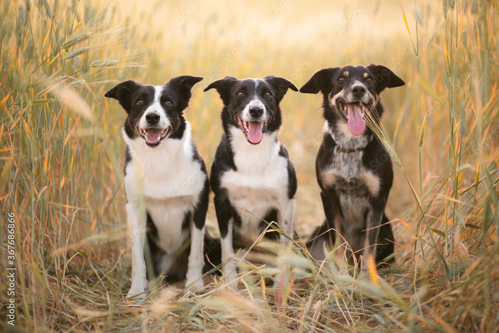 three border collie dogs sitting in a wheat field in the summer at sunset