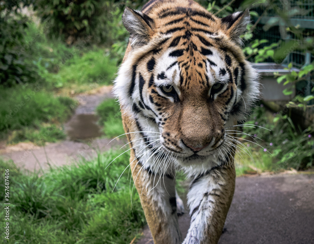 Fototapeta premium tiger in the zoo