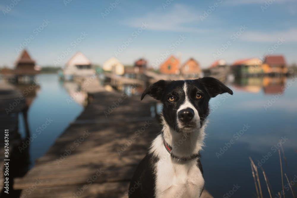 black and white border collie dog head close up portrait in front of floating houses on a lake black and white border collie dog head close up portrait in front of floating houses on a lake