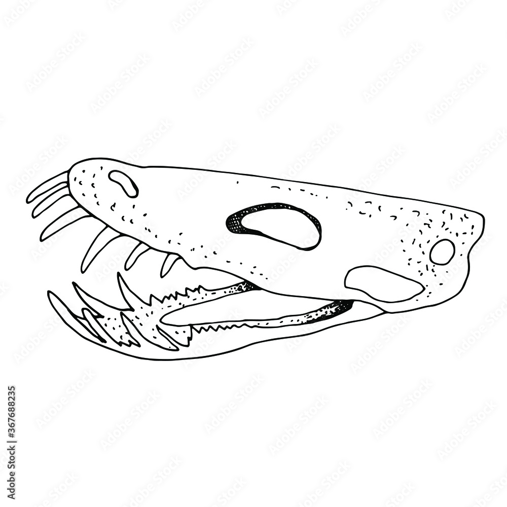 Sketch, vector black and white drawing of a dinosaur skeleton, children