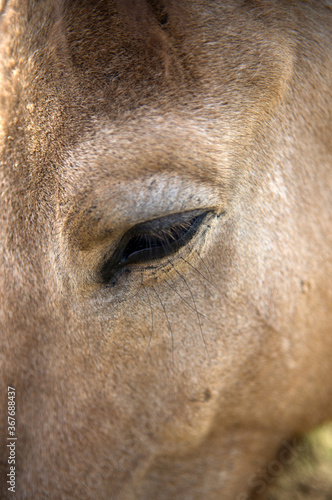 Close up of Icelandic horse in a pasture in Iceland