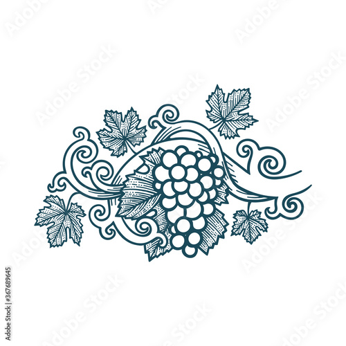 Grape bunch, vine and leafs. Grapevine vintage style hand drawn vector illustration. Part of set.