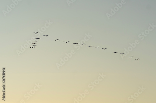 cranes flying in formation © vartzbed