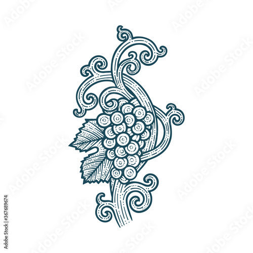 Grape bunch, vine and leafs. Grapevine vintage style hand drawn vector illustration. Part of set.