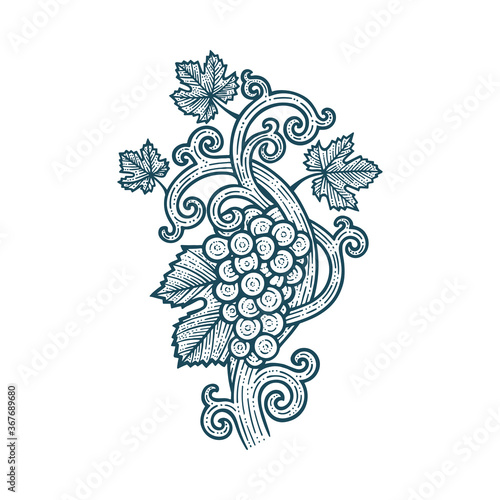 Grape bunch, vine and leafs. Grapevine vintage style hand drawn vector illustration. Part of set.