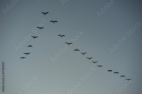 cranes flying in formation