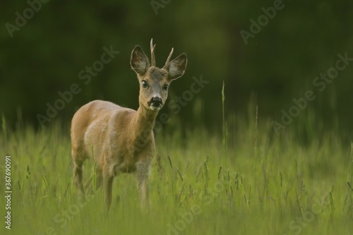 Young roebuck in the meadow. Capreolus capreolus. Roe deer in the nature habitat.