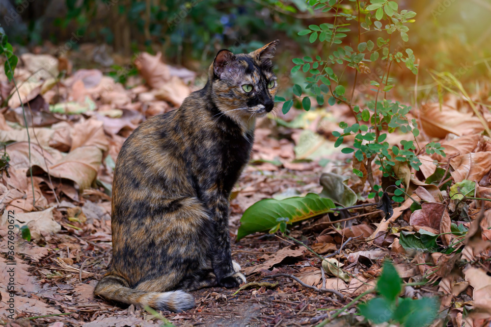 little cat in autumn forest little cat in autumn forest