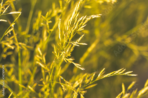 Phalaris arundinacea or canary cane herb. Field in the rays of the summer sunset
