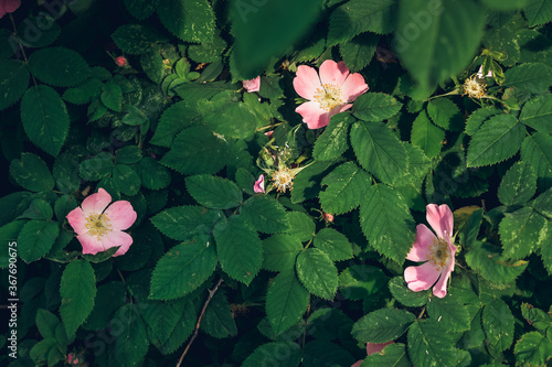 Beautiful pink rosehip bud flower among the leaves. Foliage and flower