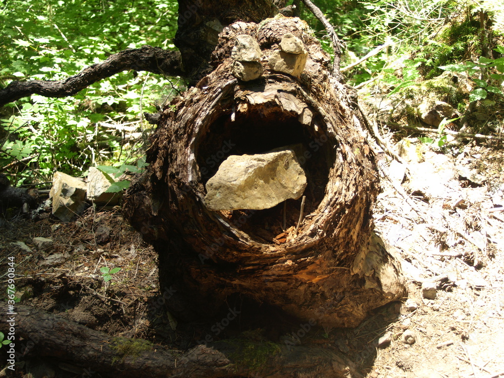 Obraz premium Stump Monster