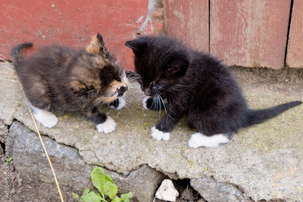Two little homeless kittens.