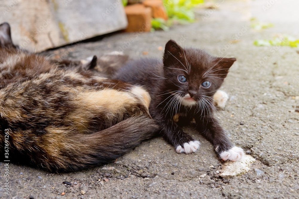 Small black kitten with blue eyes in outdoors. Small black kitten with blue eyes in outdoors.