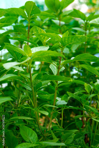 Basil  Ocimum sanctum . Closeup of holy basil  Thai basil plant organic vegetable acreage herb Holy basil with small bug in the garden .