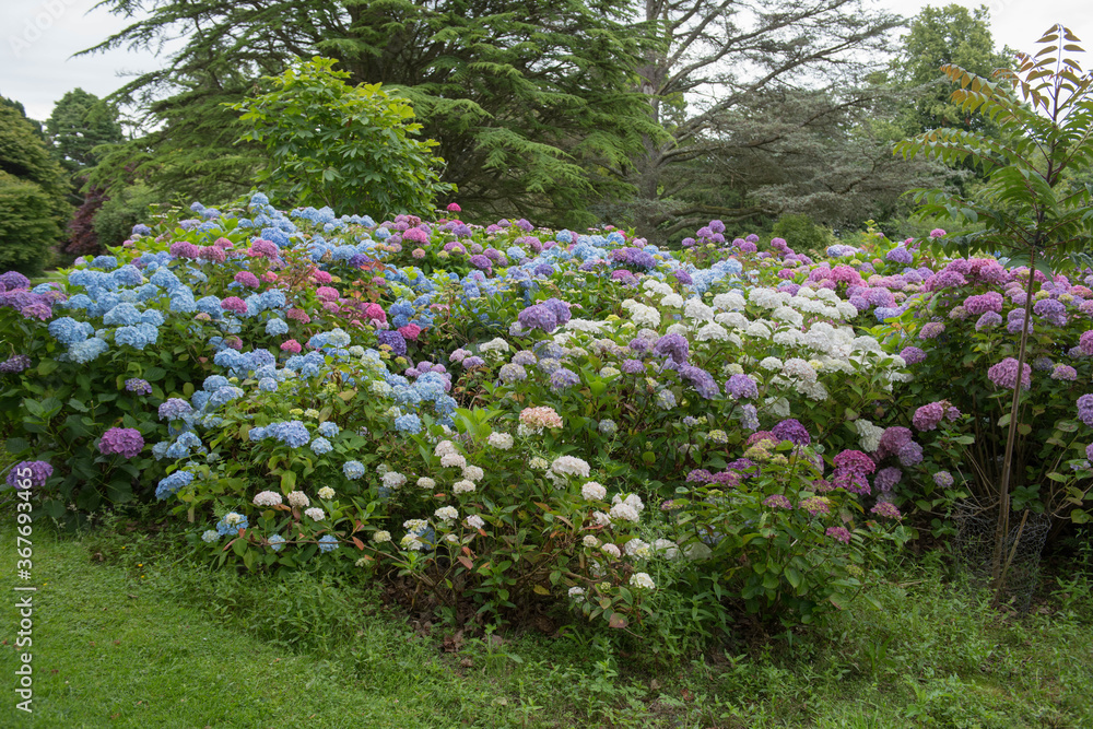 Summer Flowering Deciduous Mophead Hydrangea Shrub (Hydrangea macrophylla) Growing in a Garden on the Island of Anglesey, North Wales, England, UK Summer Flowering Deciduous Mophead Hydrangea Shrub (Hydrangea macrophylla) Growing in a Garden on the Island of Anglesey, North Wales, England, UK