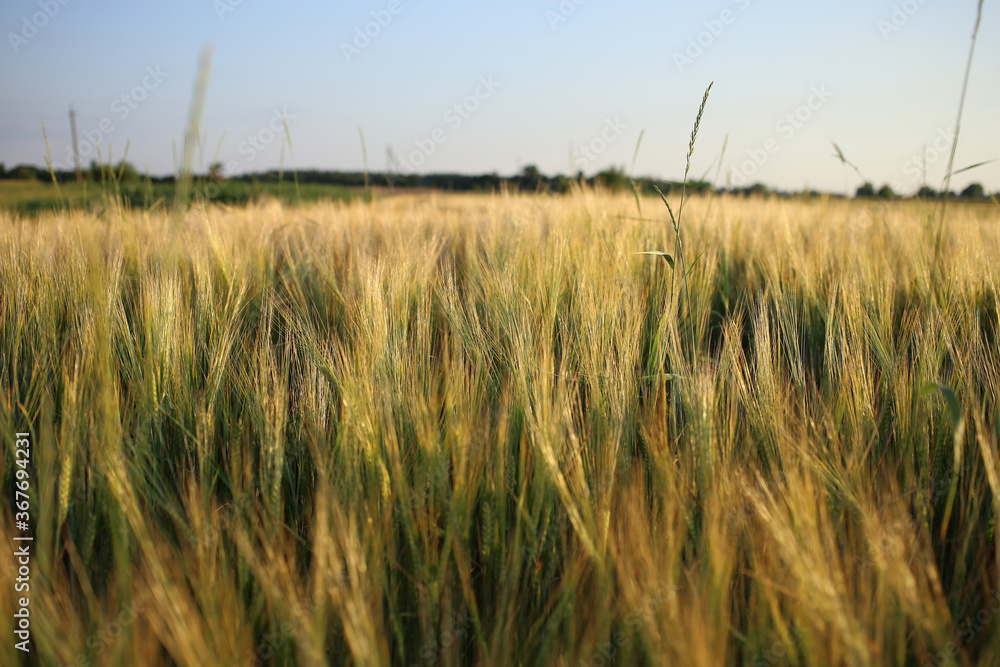 Ripe golden spikelets of barley in the field. Ripe golden spikelets of barley in the field.