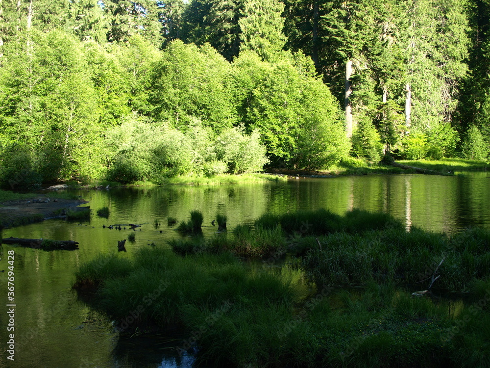 pond in the woods pond in the woods