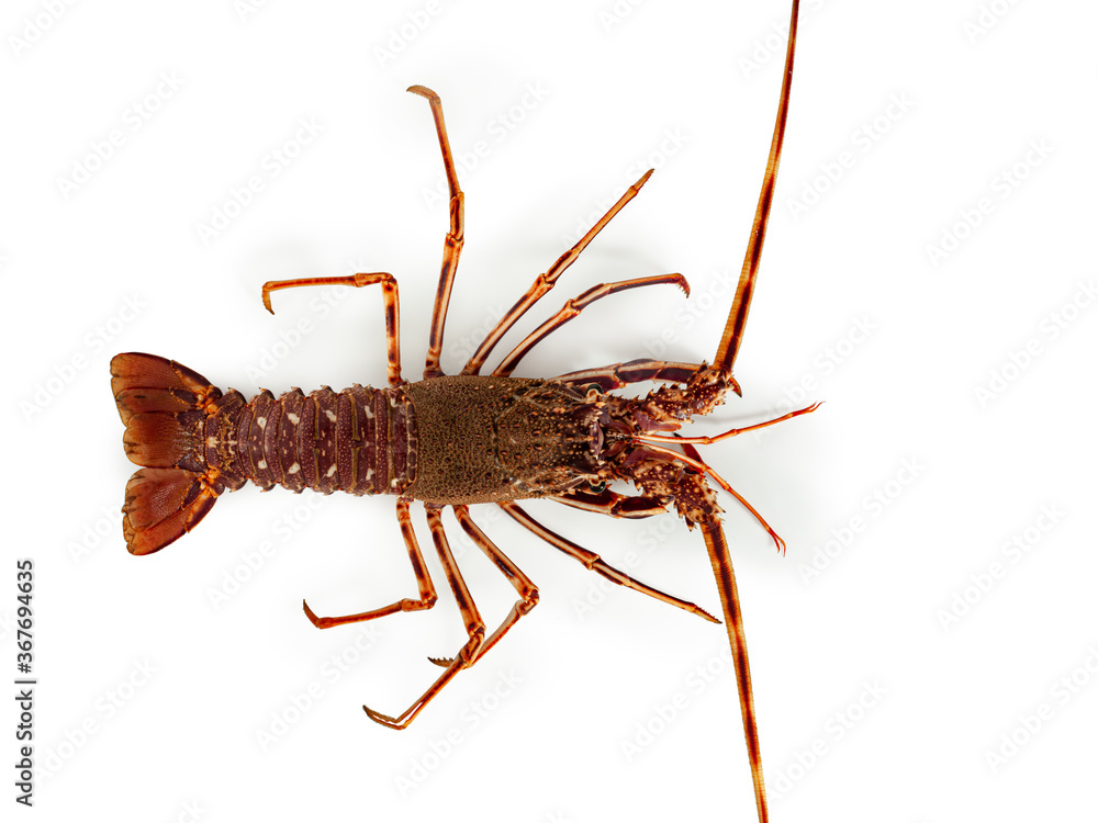 Lobster isolated on white background Lobster isolated on white background