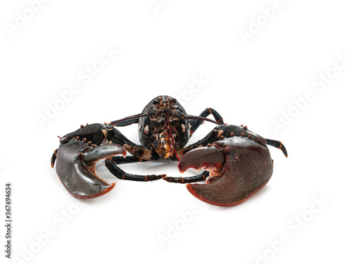 Lobster isolated on white background photo